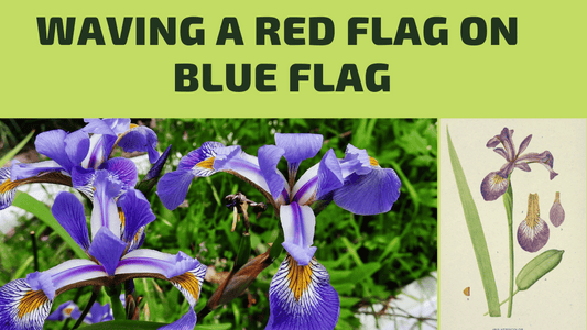 Blue Flag becomes hard to source