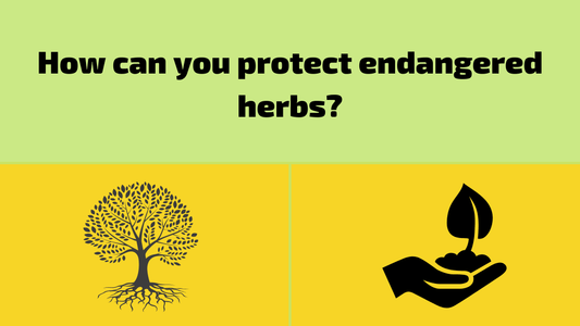 What can you do to protect endangered herbs?