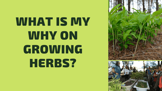 Whatâs my WHY? on growing herbs