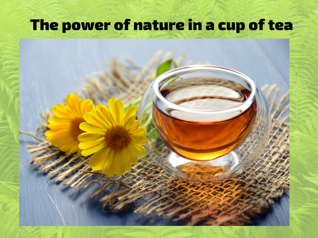 ๐ต Herbal Teas for Modern Times Digital Course: Discover the Power of Nature in a Cup!