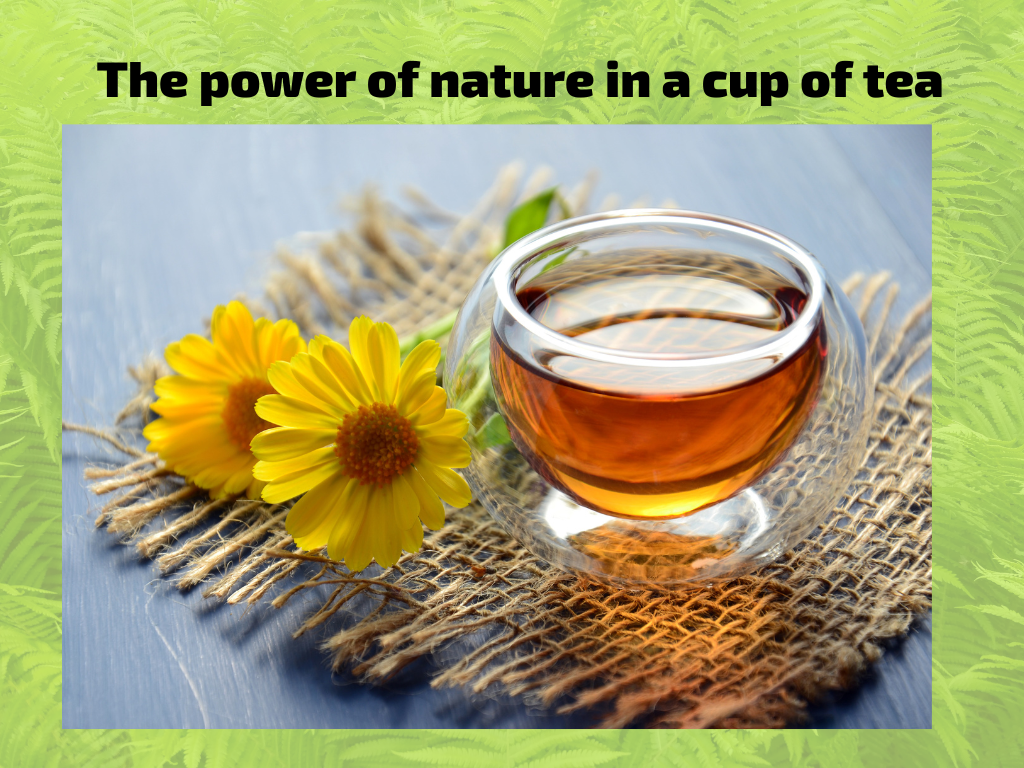 🍵 Herbal Teas for Modern Times Digital Course: Discover the Power of Nature in a Cup!