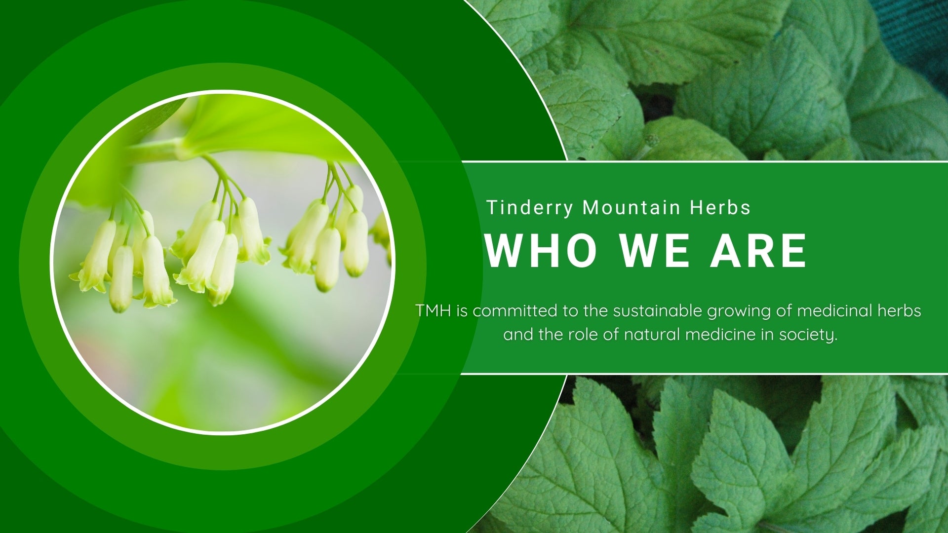 Load video: Tinderry Mountain Herbs is committed to the sustainable growing of medicinal herbs and the role of natural medicine in society.  Tinderry Mountain Herbs sustainably grows select medicinal herbs, educates people about natural medicine and makes a unique natural skin care range.