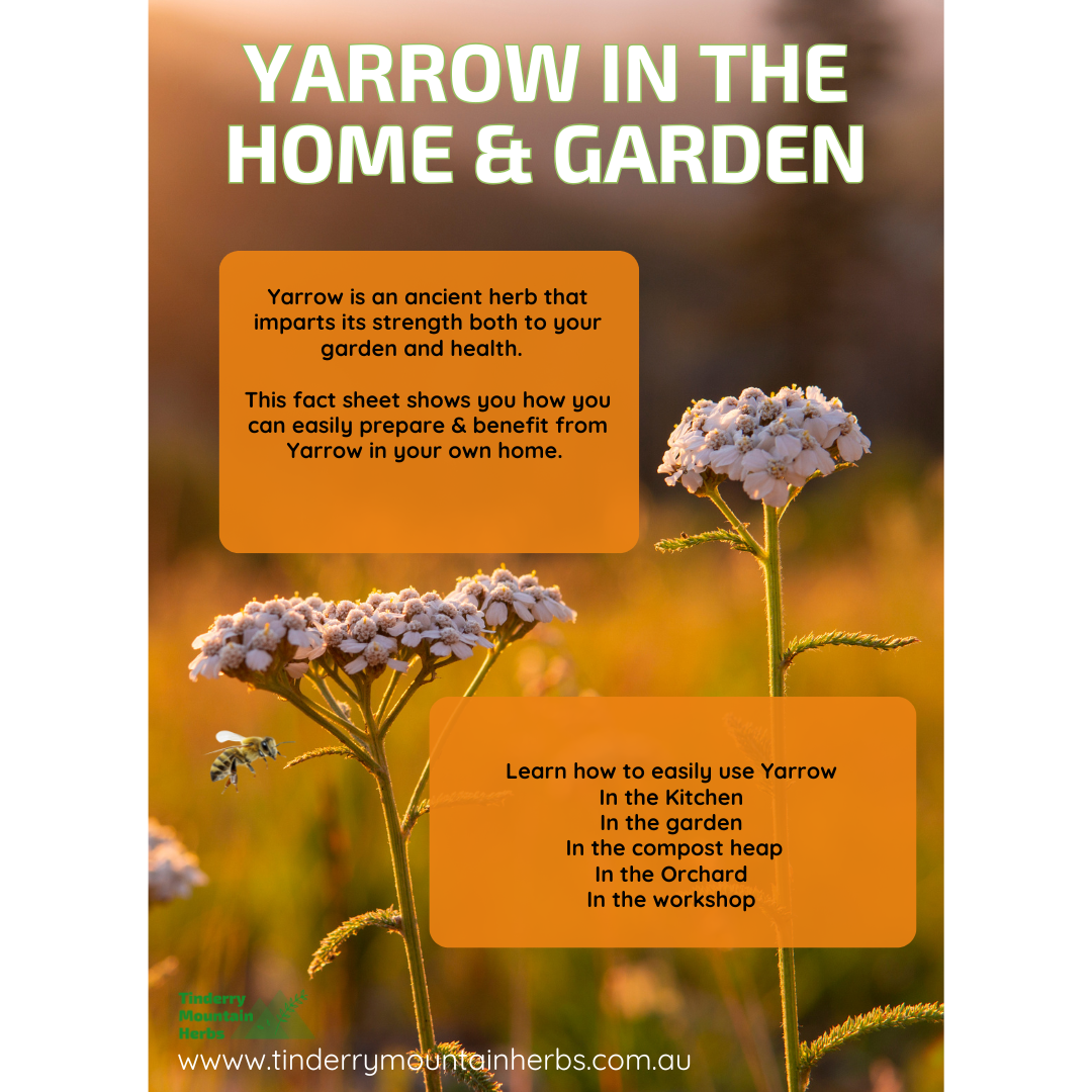 Yarrow Infographic - Unlock the Ancient Power of Yarrow: Your Home & Garden Wellness Guide