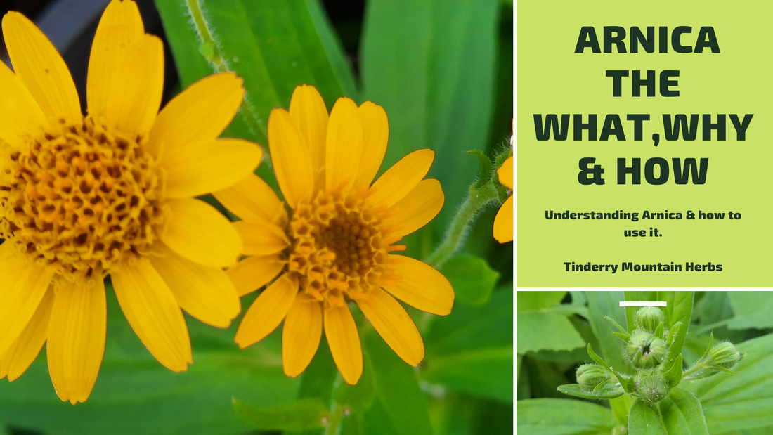 Arnica montana in flower grown in Australia by Christopher Smith, herbalist at Tinderry Mountain Herbs and Herbology Hub