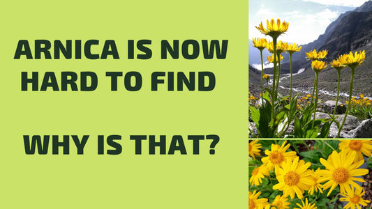 I’m was about to press the order button for Arnica montana seed when I realised…