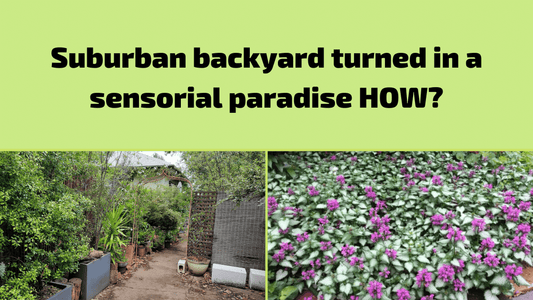 Suburban backyard disaster turned into a sensorial paradise… How?