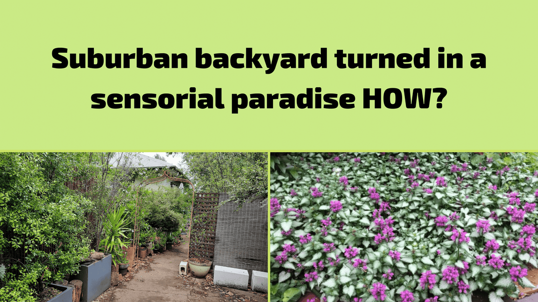Suburban backyard disaster turned into a sensorial paradise… How?