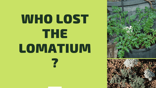Who lost the Lomatium?