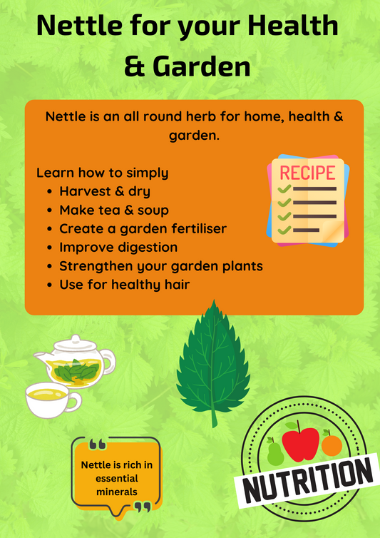 Nettle Infographic - How to easily use Nettle in your home and garden